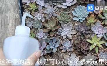 秋天怎么给多肉叶子浇水的方法 图片
