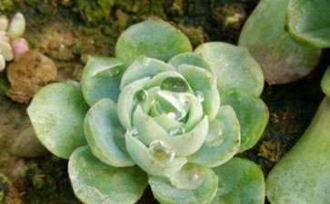 长春哪里有多肉大棚基地 地址怎么走