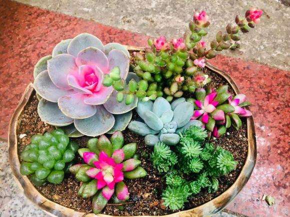 香河附近哪有多肉大棚地址