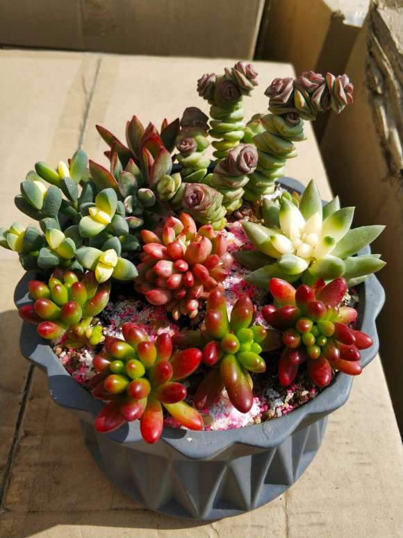 香河附近哪有多肉大棚地址