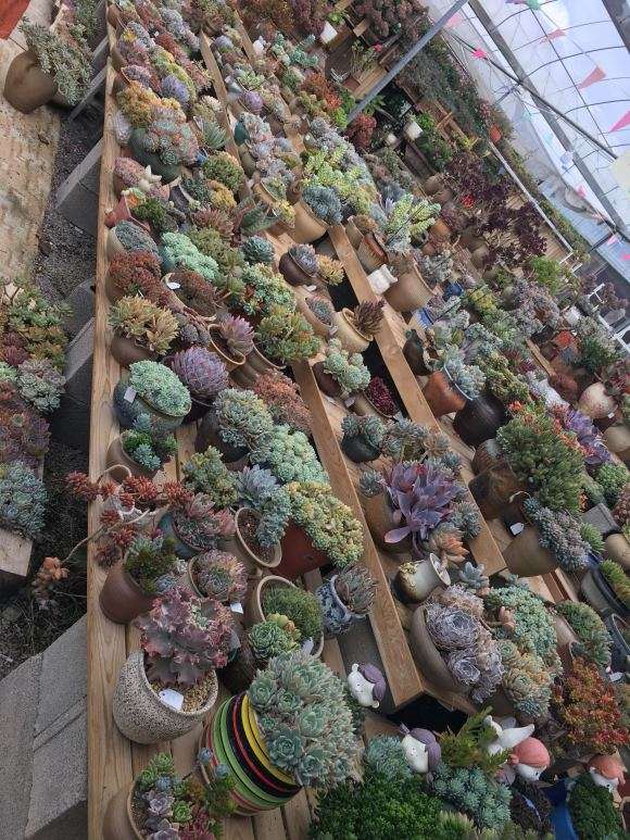 云南花鸟市场看多肉 可以吗 图片