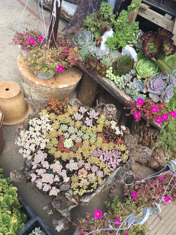 云南花鸟市场看多肉 可以吗 图片