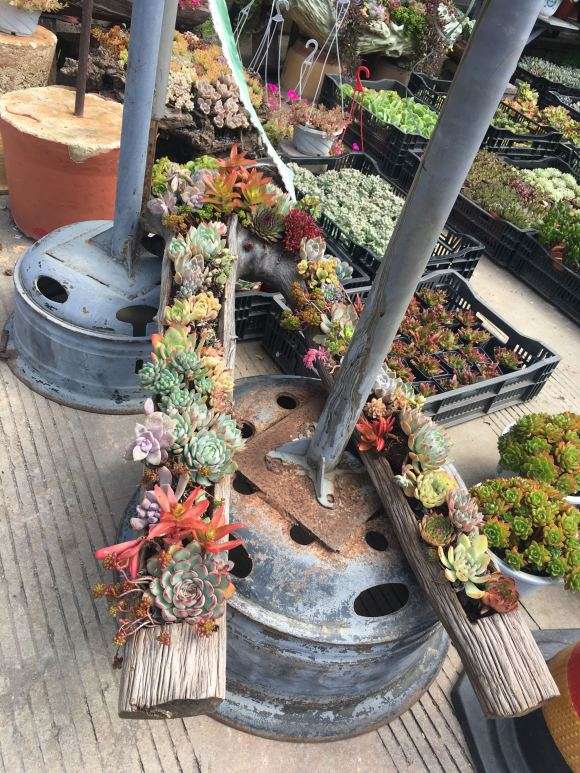 云南花鸟市场看多肉 可以吗 图片