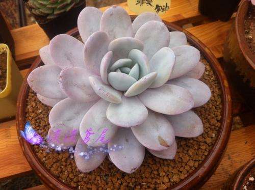 多肉直播怎么购买的5个主意事项