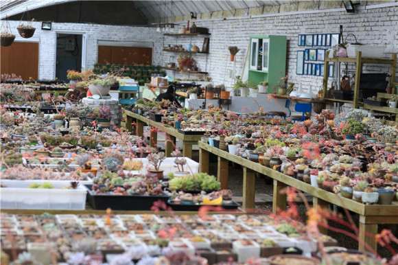 多肉直播怎么购买的5个主意事项