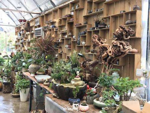 多肉直播怎么购买的5个主意事项