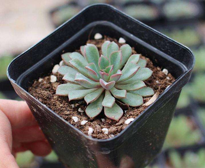 泰安有多肉植物种植大棚吗