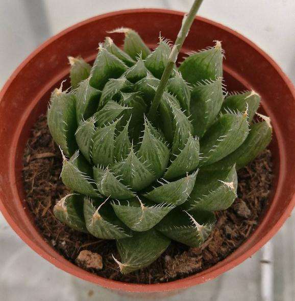 中国最适合养多肉的地方是哪里