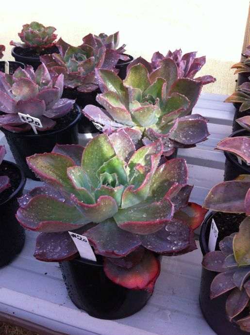 中国最适合养多肉的地方是哪里