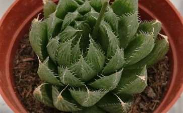 中国最适合养多肉的地方是哪里