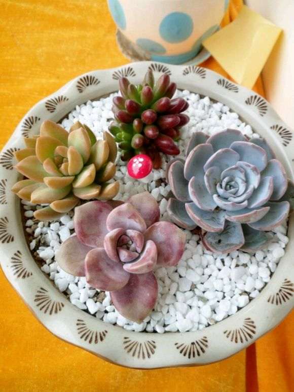 泰安哪里有种植多肉的大棚