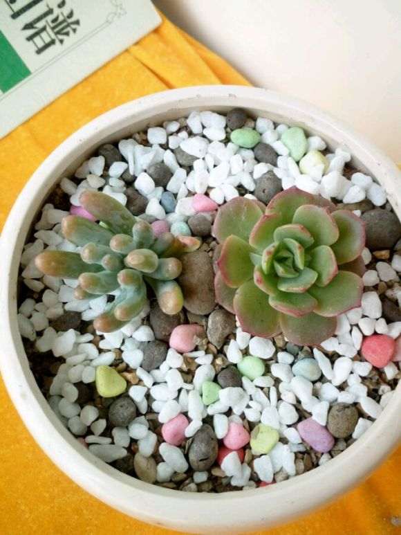 泰安哪里有种植多肉的大棚