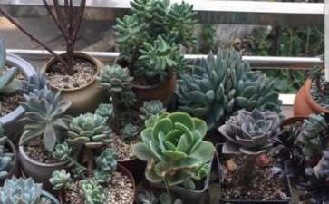 德阳现在哪儿有种植多肉大棚的地址