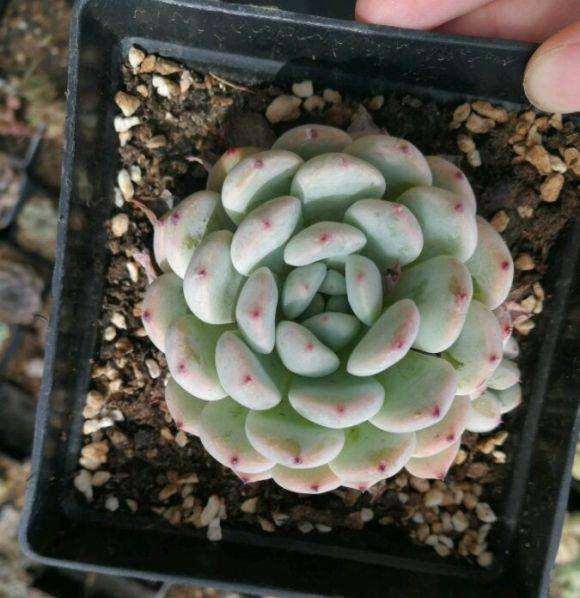 北京昌平多肉市场怎么样