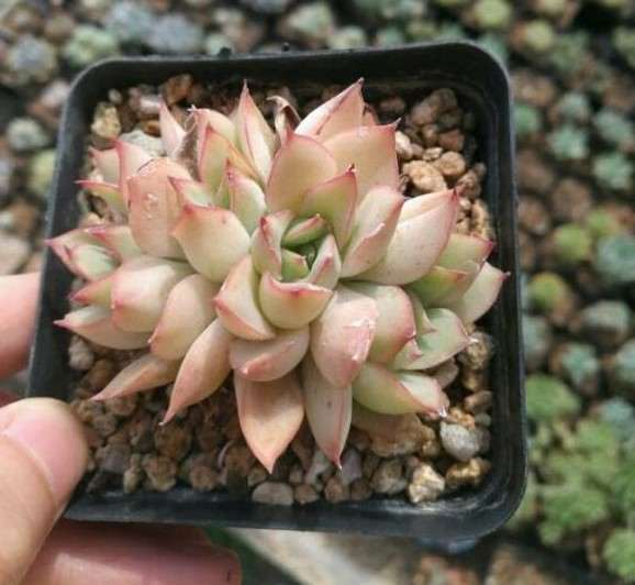 北京昌平多肉市场怎么样