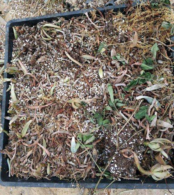 废弃的多肉大棚