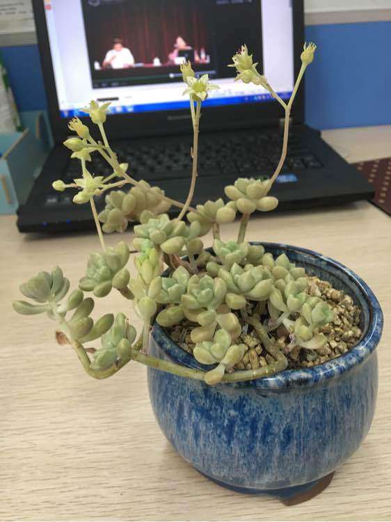 为什么多肉不长根