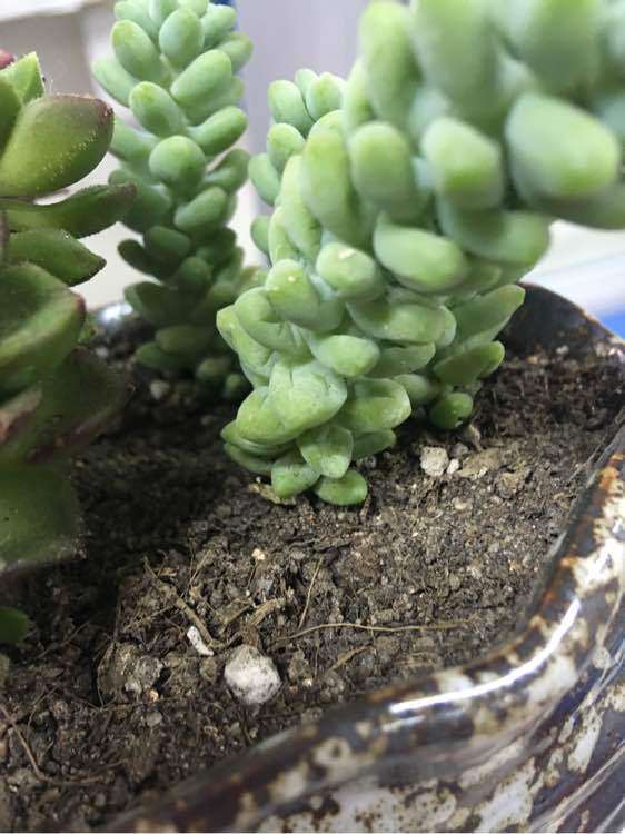 为什么多肉不长根