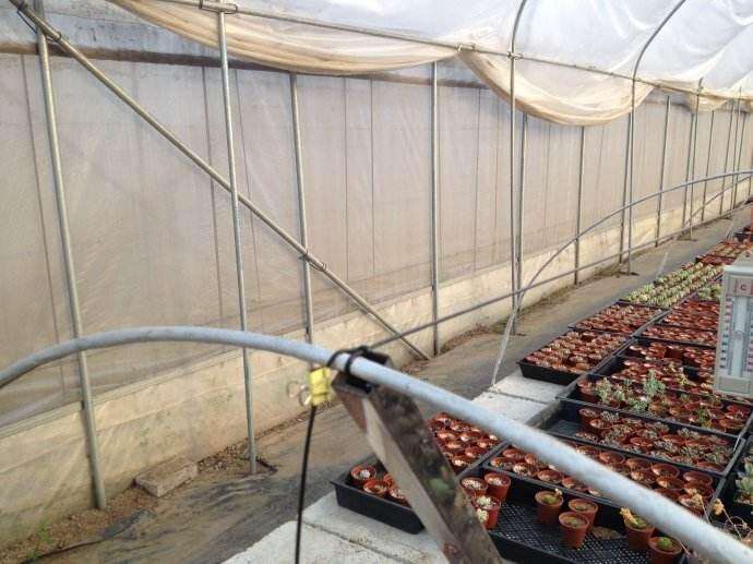 做多肉植物生意挣钱吗