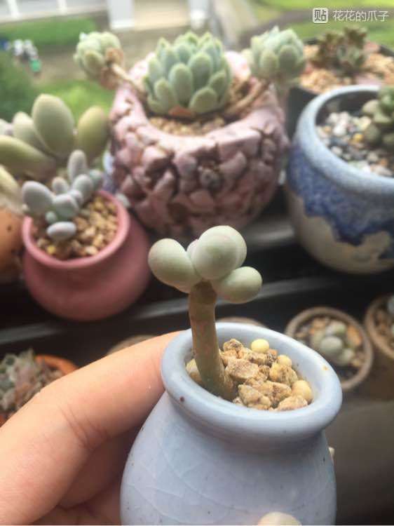 多肉可以使用激素吗 可以吗 图片