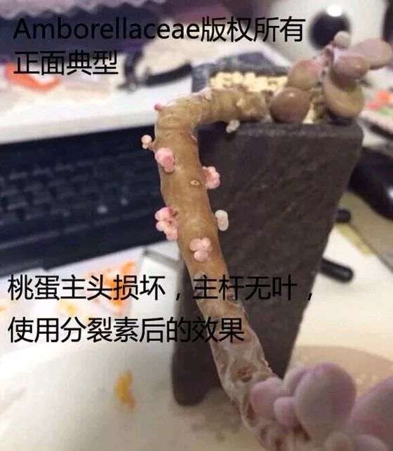 多肉可以使用激素吗 可以吗 图片
