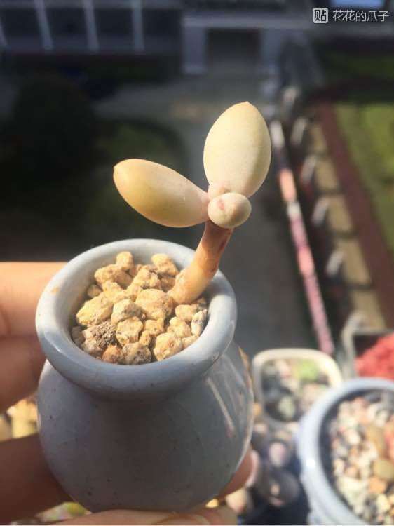 多肉可以使用激素吗 可以吗 图片