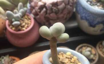 多肉可以使用激素吗 可以吗 图片