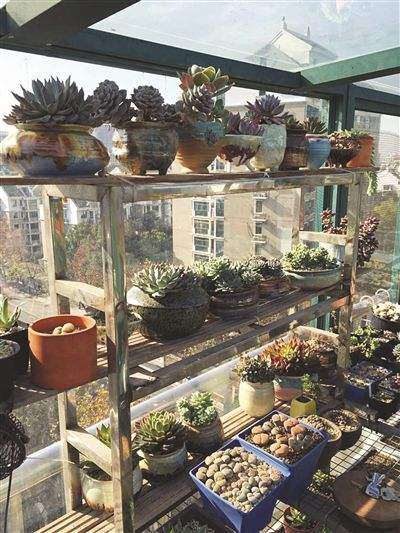 多肉大棚怎么配土的心得分享