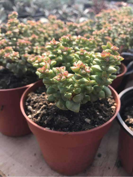 多肉大棚怎么配土的心得分享