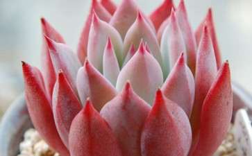 多肉大棚怎么配土的心得分享 图片