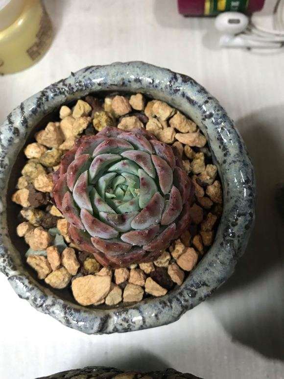 成都青白江的多肉