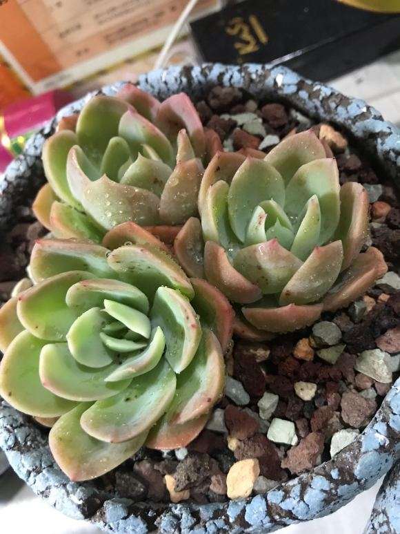 成都青白江的多肉