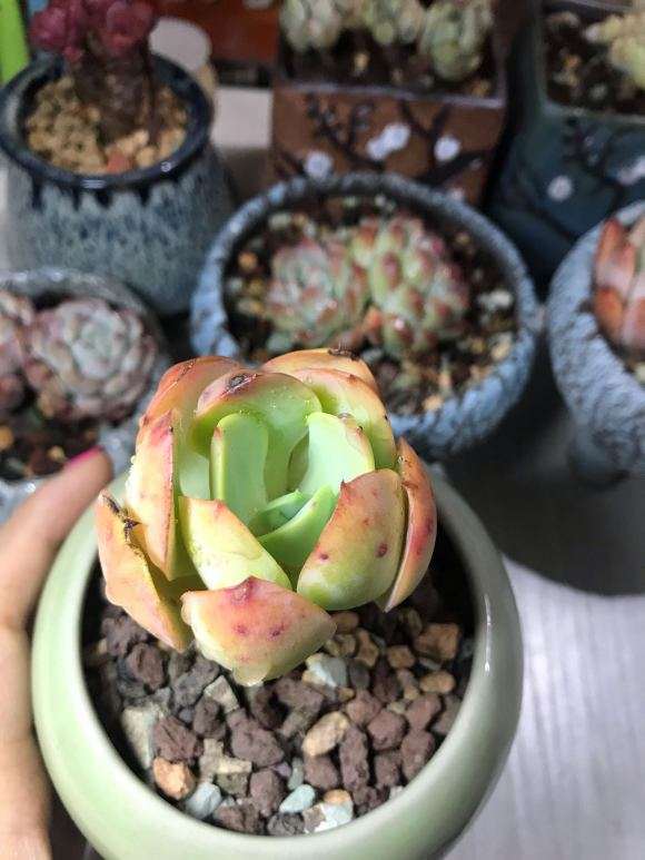 成都青白江的多肉