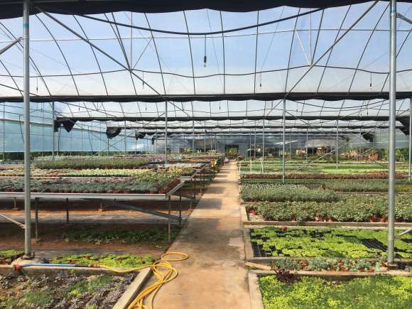 成都最美的多肉大棚 可以吗 图片