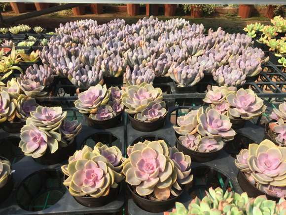 成都最美的多肉大棚 可以吗 图片