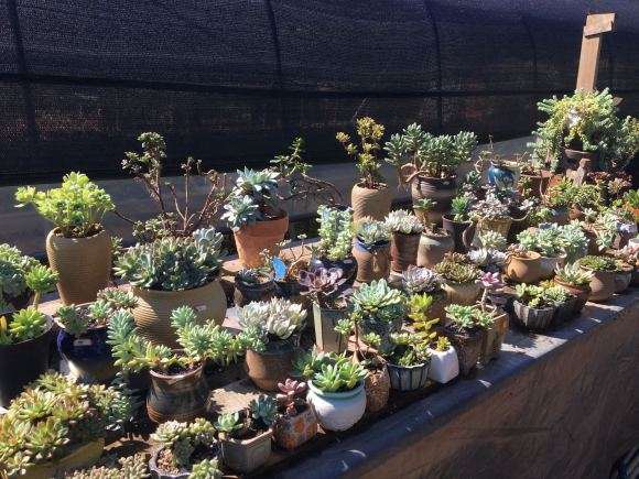 成都最美的多肉大棚 可以吗 图片