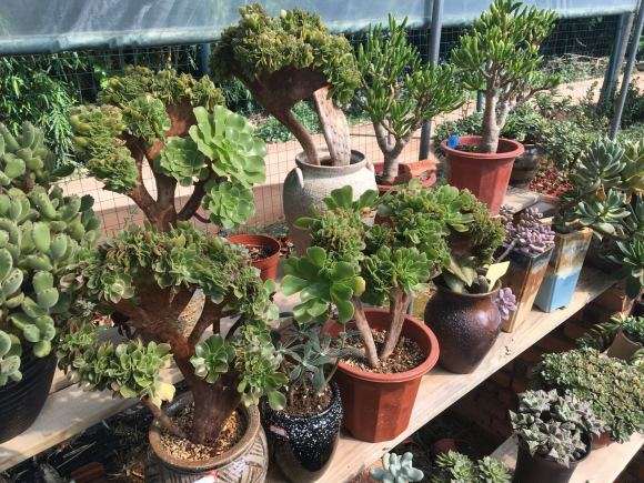 成都最美的多肉大棚 可以吗 图片