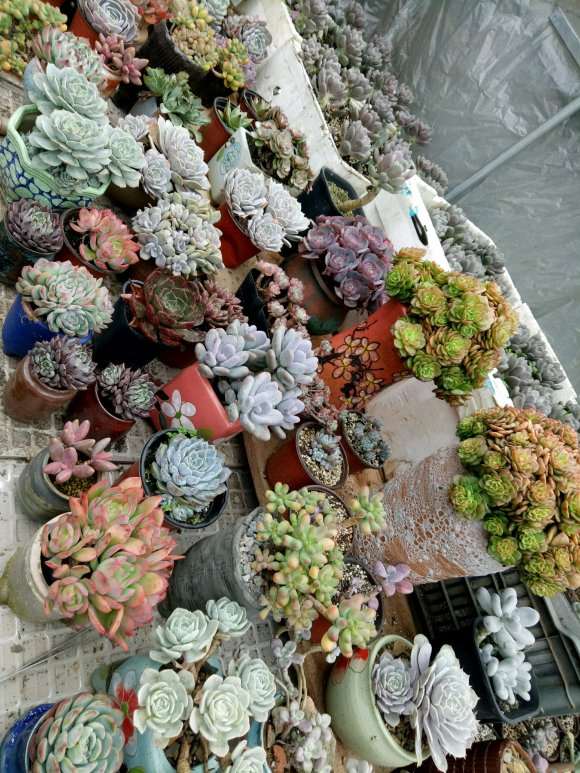 贵阳多肉基地转让或者出租