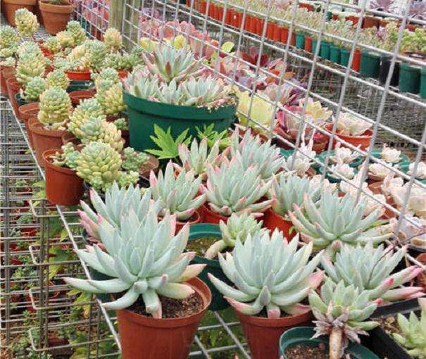 北京在哪里买多肉最好