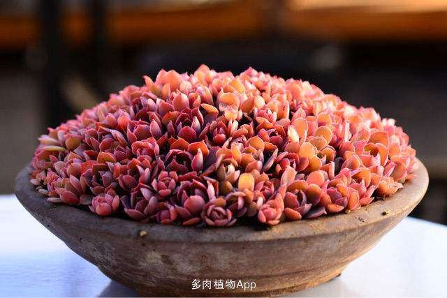 北京几月份多肉可以开始露养