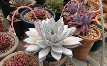 北京几月份多肉可以开始露养