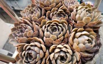 北京地区室外过冬的多肉 会冻伤吗