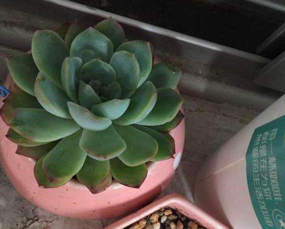 为什么北京多肉养不好 是不是气候太差