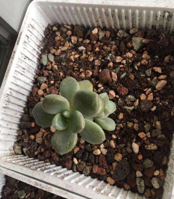 为什么北京多肉养不好 是不是气候太差