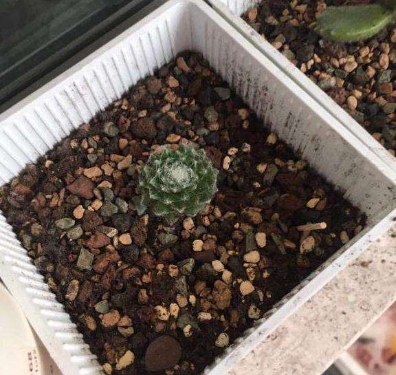 为什么北京多肉养不好 是不是气候太差