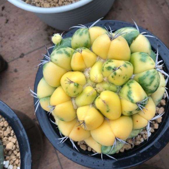 哪里有多肉大型批发市场