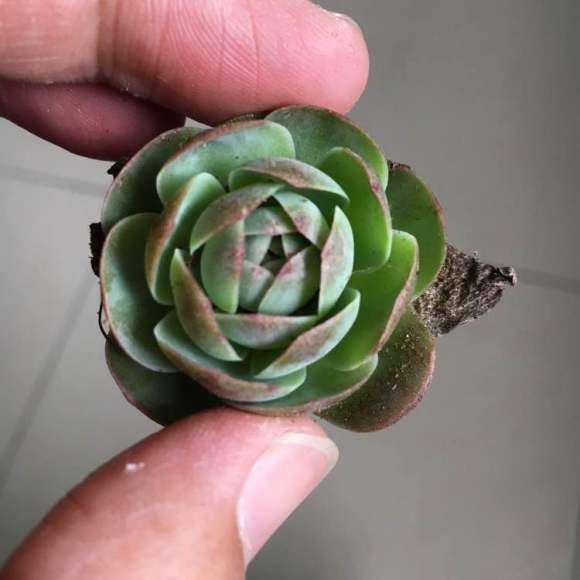 北京山上野采的多肉