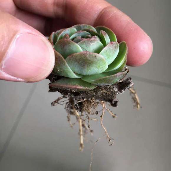 北京山上野采的多肉