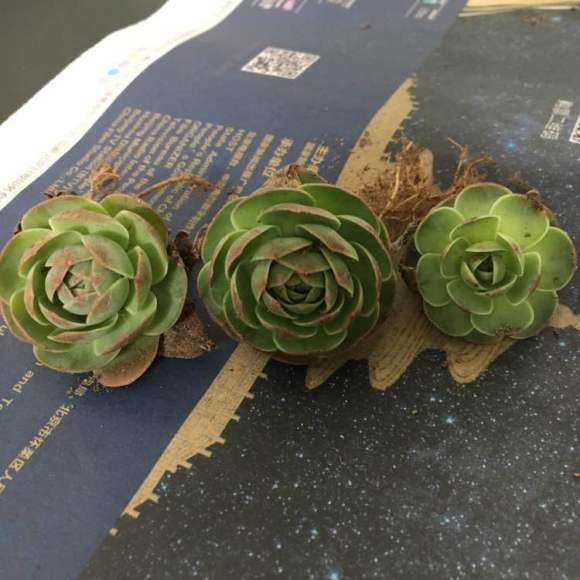 北京山上野采的多肉