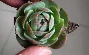 北京山上野采的多肉 不知道什么品种